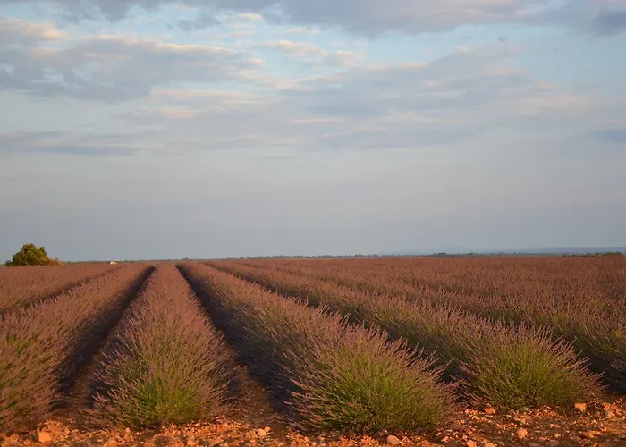 Les Terrasses De 4* Valensole