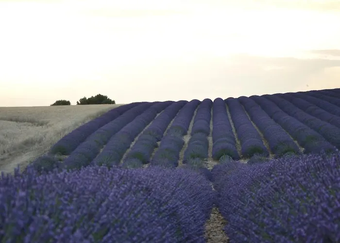 Les Terrasses De Bed & Breakfast Valensole