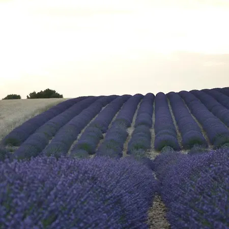 Les Terrasses De Bed & Breakfast Valensole